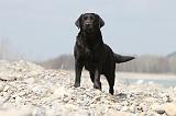 LABRADOR 508